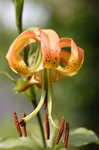 Carolina lily